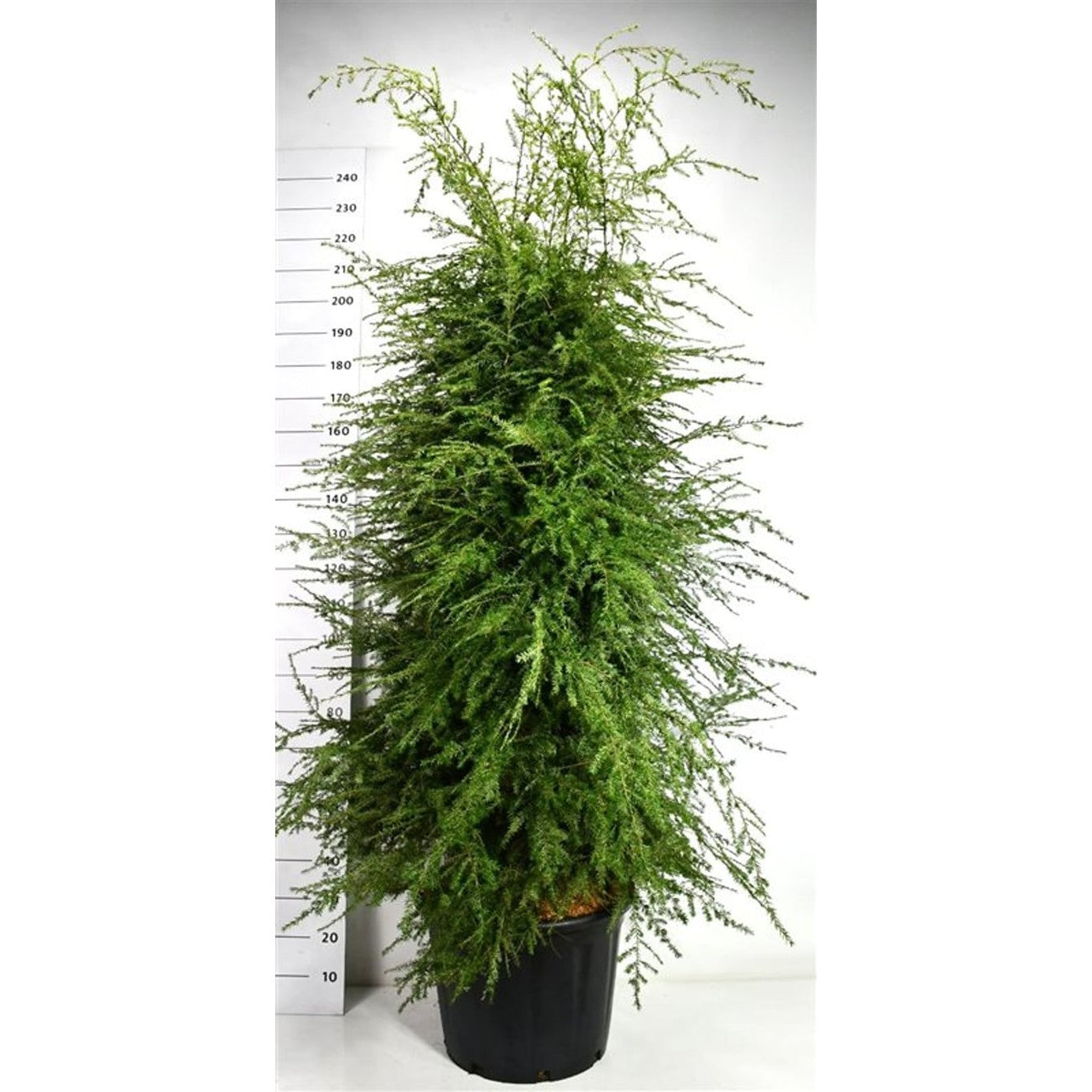 Hemlock – Tsuga canadensis - C65 175-200 cm.